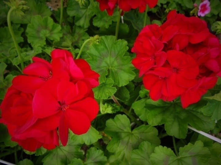 Pelargonia Calliope Dark Red p9