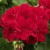 Pelargonia Calliope Dark Red p9