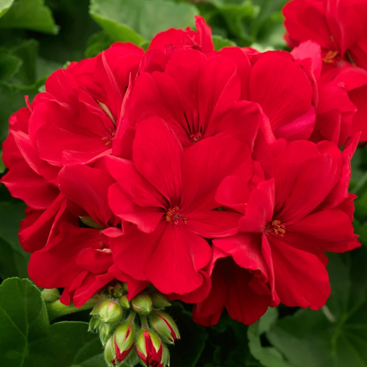 Pelargonia Calliope Dark Red p9