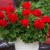 Pelargonia Calliope Dark Red p9