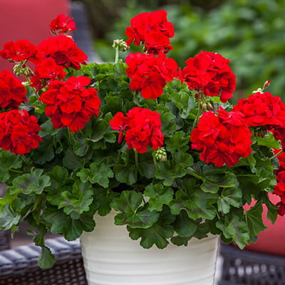 Pelargonia Calliope Dark Red p9
