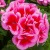 Pelargonia Calliope ROSE SPLASH p9