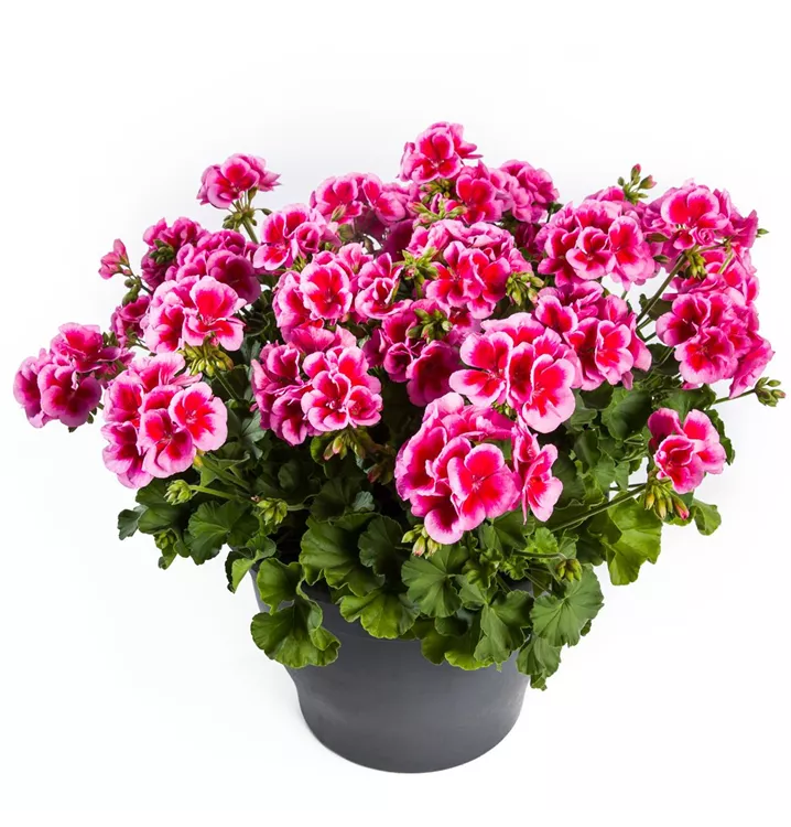 Pelargonia Calliope ROSE SPLASH p9