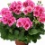 Pelargonia Calliope ROSE SPLASH p9