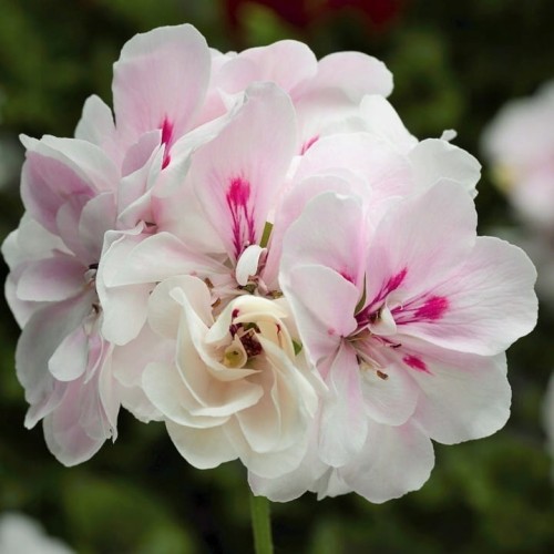 Pelargonia temprano White Blush p9