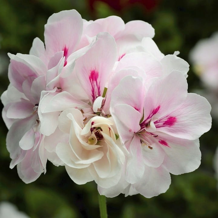 Pelargonia temprano White Blush p9