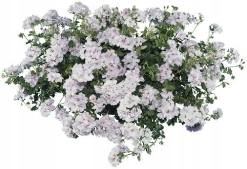 Pelargonia temprano White Blush p9