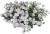 Pelargonia temprano White Blush p9