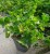 Pelargonia temprano White Blush p9