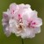 Pelargonia temprano White Blush p9