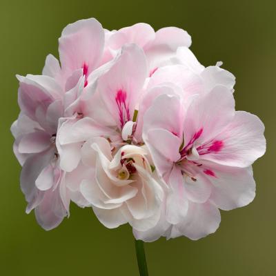 Pelargonia temprano White Blush p9