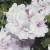 Pelargonia temprano White Blush p9