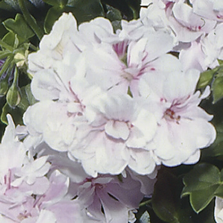 Pelargonia temprano White Blush p9
