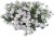 Pelargonia temprano White Blush p9