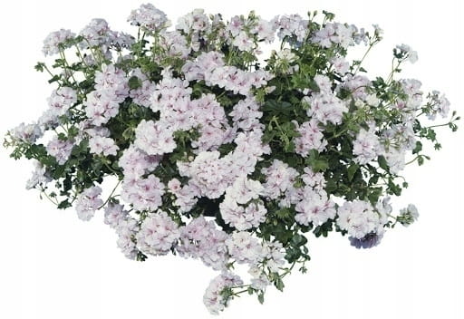 Pelargonia temprano White Blush p9