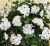 Pelargonia temprano White Blush p9