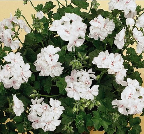 Pelargonia temprano White Blush p9