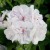 Pelargonia temprano White Blush p9