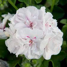 Pelargonia temprano White Blush p9
