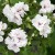 Pelargonia temprano White Blush p9