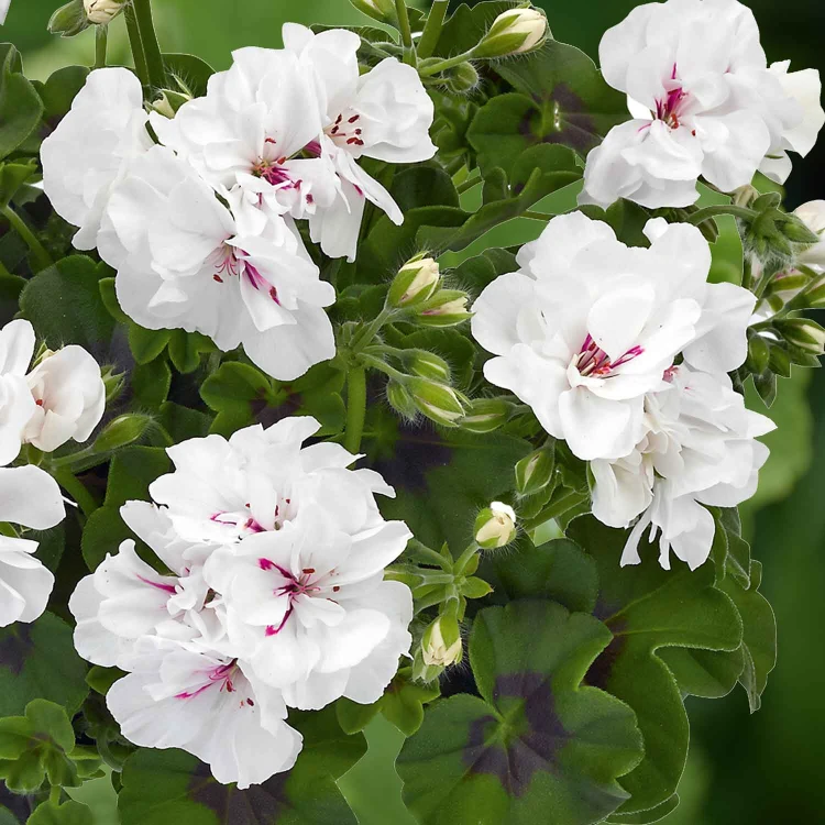 Pelargonia temprano White Blush p9