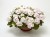 Pelargonia temprano White Blush p9