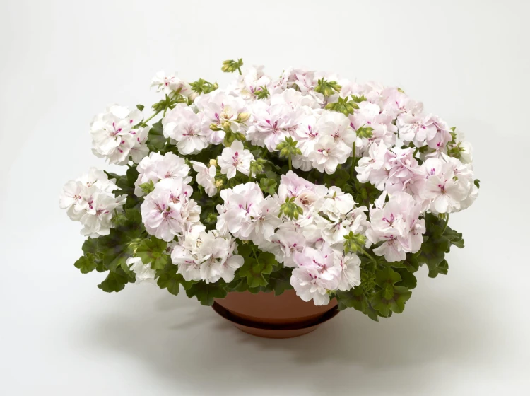 Pelargonia temprano White Blush p9