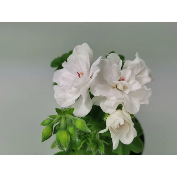 Pelargonia temprano White Blush p9