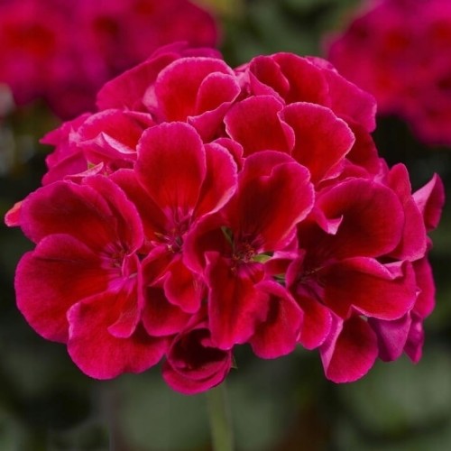 Pelargonia Calliope Red Splash p9