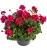 Pelargonia Calliope Red Splash p9