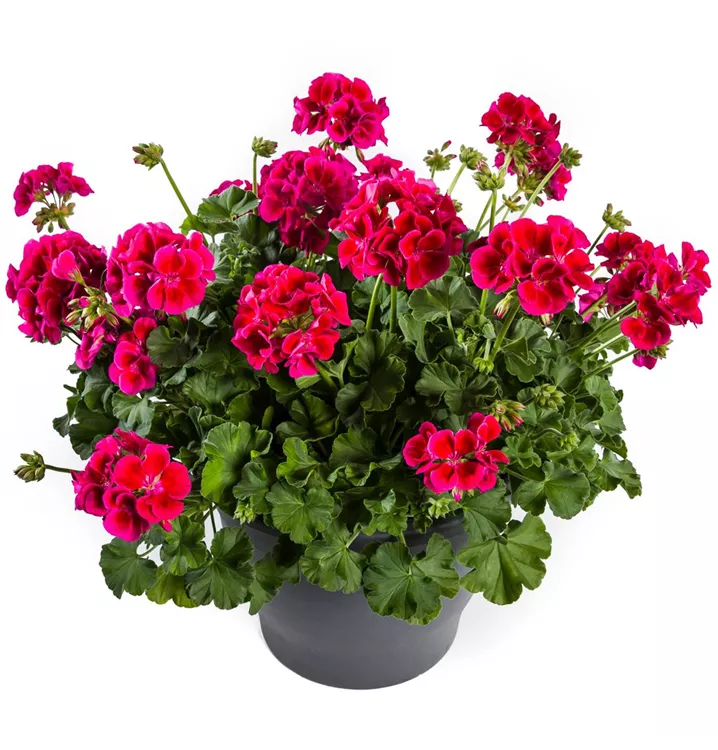 Pelargonia Calliope Red Splash p9