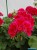 Pelargonia Calliope Red Splash p9