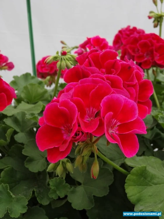 Pelargonia Calliope Red Splash p9