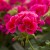 Pelargonia Calliope Red Splash p9