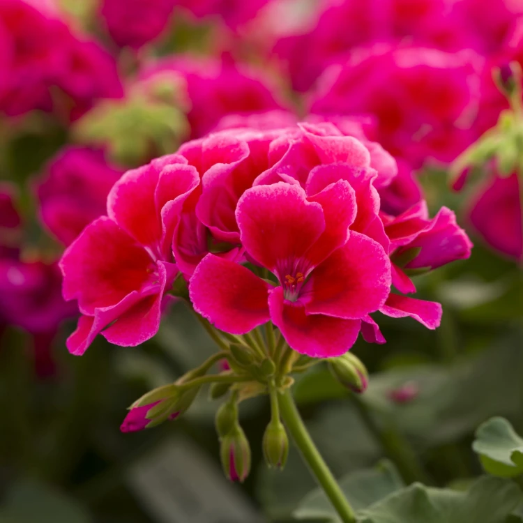 Pelargonia Calliope Red Splash p9