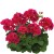Pelargonia Calliope Red Splash p9