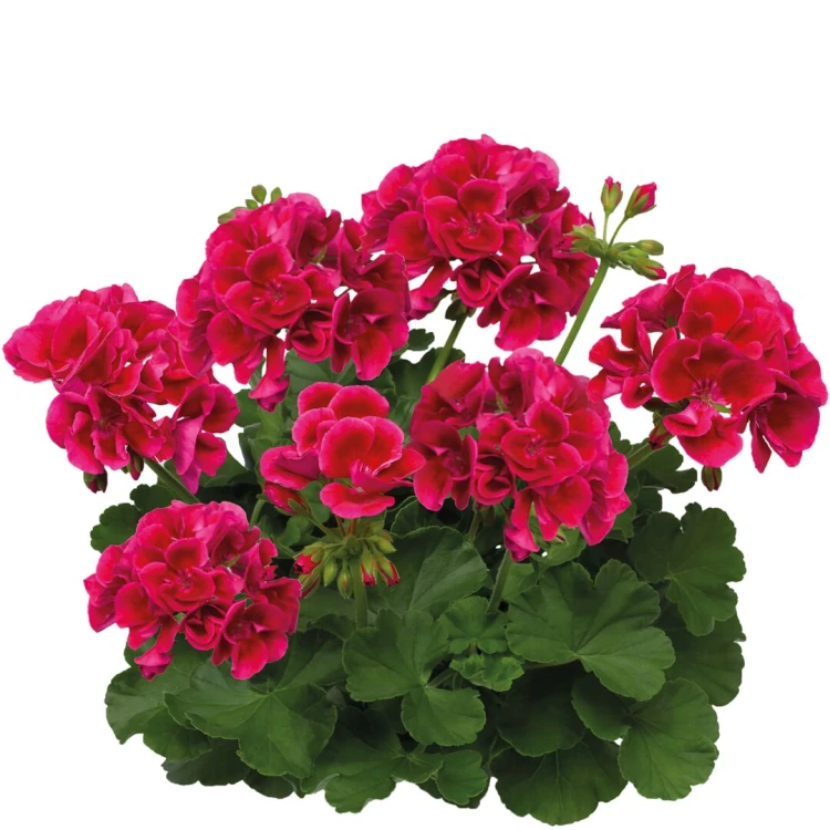 Pelargonia Calliope Red Splash p9